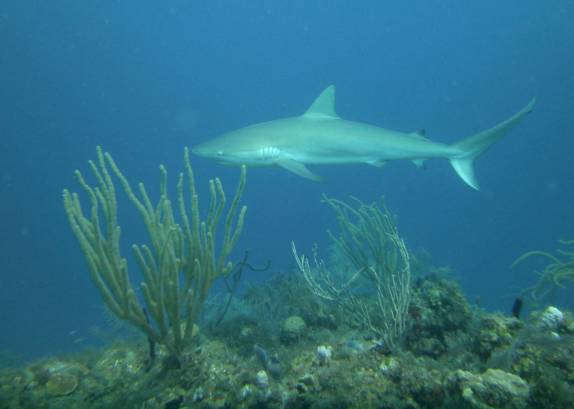 Um tubarão se aproxima durante mergulho em Providencia, ilha colombiana no Caribe